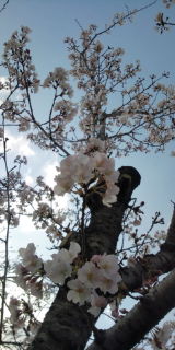 春日での桜。