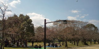 今季の舞鶴公園。