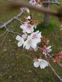 名古屋も開花。