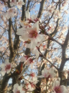 一番桜。